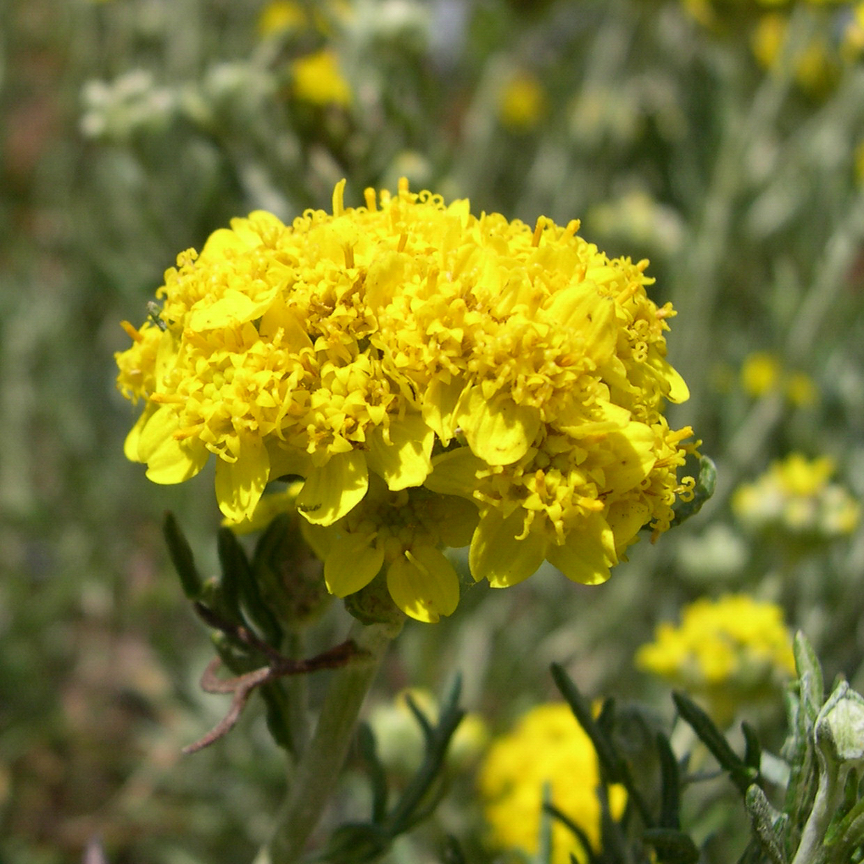40 Most Common Wildflowers at the Reserve Point Lobos Foundation